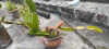 Dragon tree